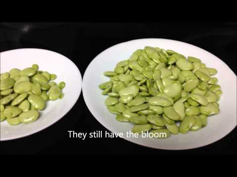 download lagu mp3 mp4 How To Cook Fresh Lima Beans From Garden, download lagu How To Cook Fresh Lima Beans From Garden gratis, unduh video klip How To Cook Fresh Lima Beans From Garden