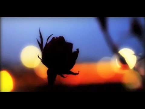 Chief Kelly x Shannon - Withdrawals (Official Music Video)