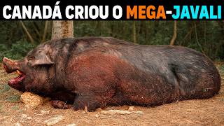 A NEW PREDATOR in Canada to KILL GIANT WILD BOARS