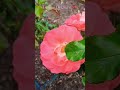Elegance in Bloom: The Celine Delbard Rose at #Parnell #Rose #Garden -#CelineDelbard  #Parnell #Rose