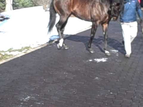 Fusaichi Pegasus.AVI