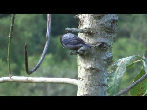 Tangara čiapočkatá (Stilpnia heinei) — video o speve a chove