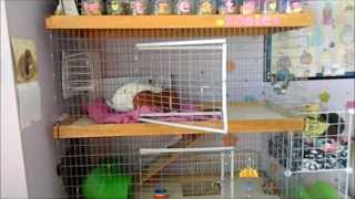 March 2014 Rabbit Cage Tour