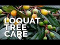 How to Grow Loquat Trees and Get a TON of Fruit