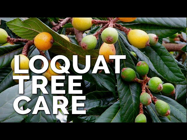 הגיית וידאו של loquat tree בשנת אנגלית