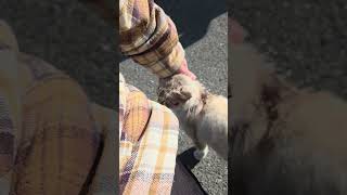 野良猫との戯れ117 #野良猫