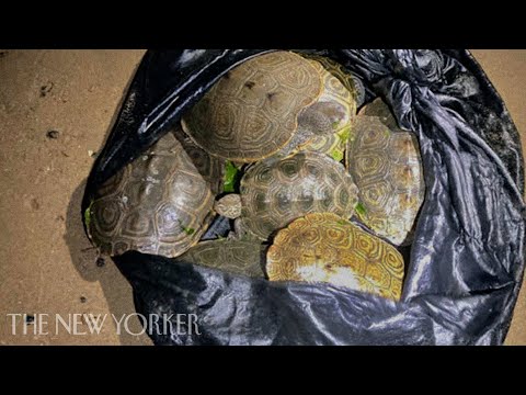 Poaching Wildlife In New York City | The New Yorker Documentary