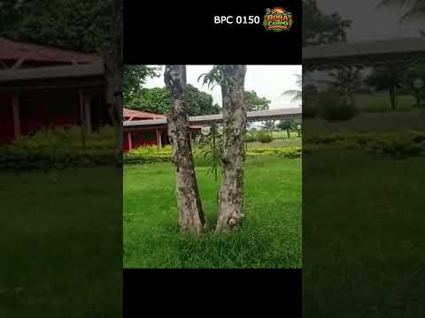 Fazenda à Venda em Flores de Goiás - Goiás - Porteira Fechada #shorts  #fazenda #agro