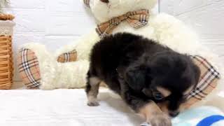 豆柴の動画02