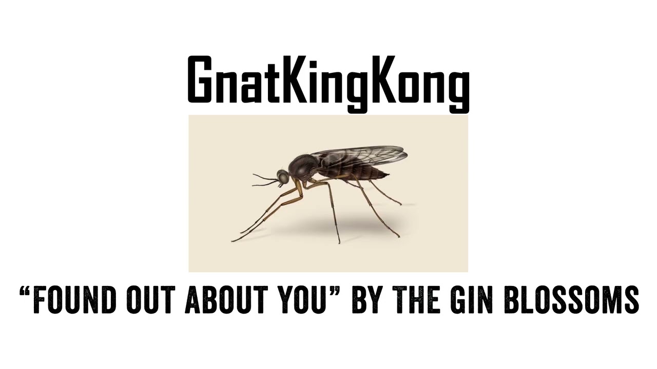 Promotional video thumbnail 5 for Gnat King Kong