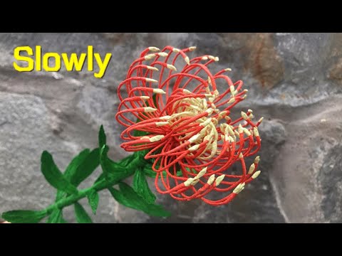 ABC TV | How To Make Leucospermum Paper Flower From Crepe Paper #1 (Slowly) - Craft Tutorial