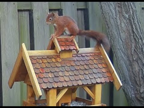 weathervane - SquirrelsDay - Part 129