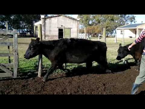 8 Vacas CUT Angus vacías. Gregorio Aberasturi SRL