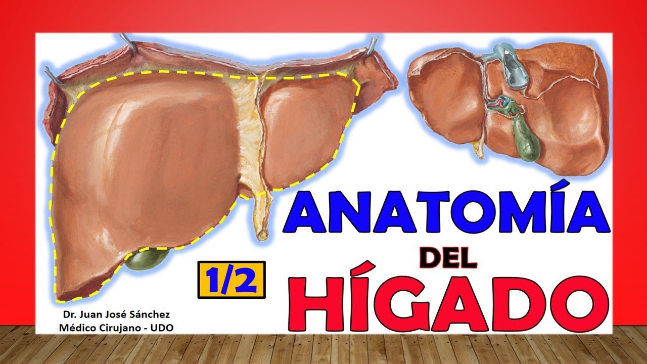 🥇 LIVER Anatomy. (1/2). Easy and simple