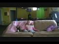 The Big Comfy Couch