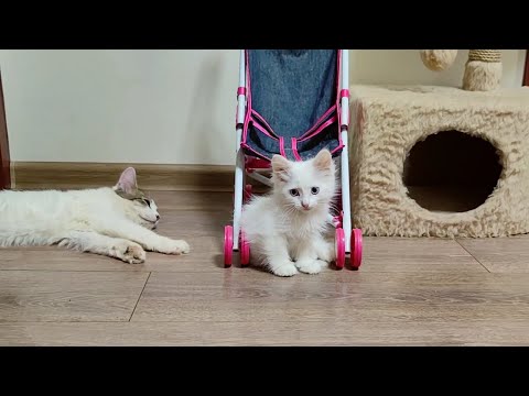 Three kittens are a wonderful cat family.