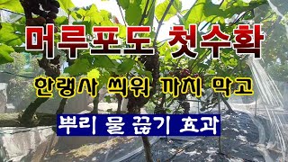 [텃밭농부 2,031]  맛있는 머루포도 첫수확. 한랭사 씌워 까치 막고 비닐로 물끊기. #포도재배 #머루포…