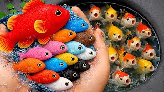 Download lagu Scoop colorful aquarium fish in the pond, ornamental fish, goldfish, koi fish, comet fish, lobster mp3