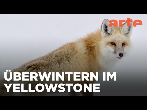 Yellowstone - Park der Extreme (1/2) | Reupload | ARTE Fernweh