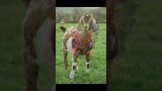 Download lagu only them and Always them 🫠🥹 #music #song #shreyaghoshal #newsong #love #teriyaad #bhaktisong mp3