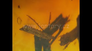 Křídový jantar B-32