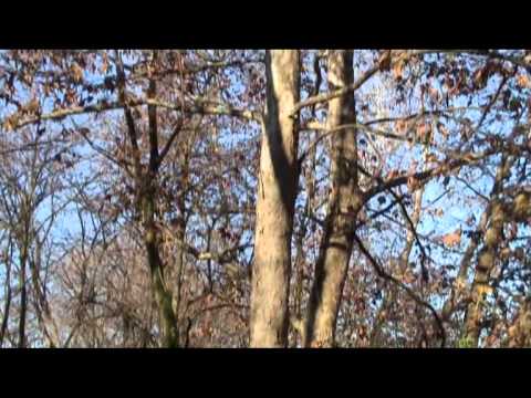 villafranca di verona..