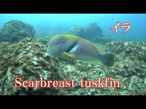 イラ　Scarbreast tuskfin　Choerodon azurio
