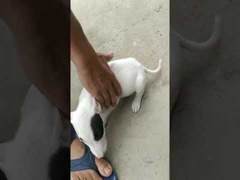 for sale single bultere single parrot top quality location Amritsar sahib #puppy 9780237457