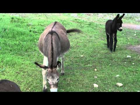 MVI 3709 Esel füttern