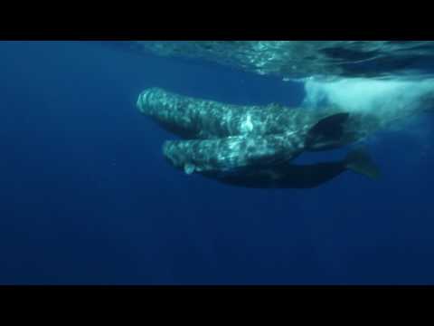Physeter macrocephalus