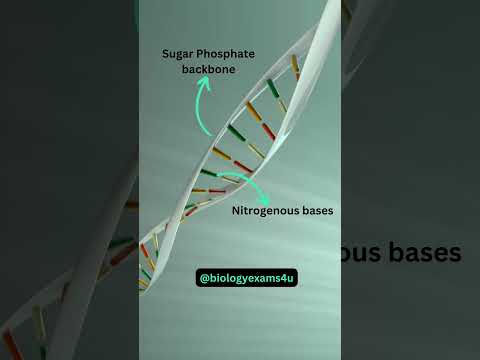 What is DNA Double helix?