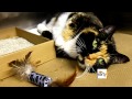 The Early Show Missing Colo Cat Found In N Y C