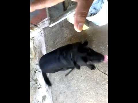 my "Jurassic World" dog