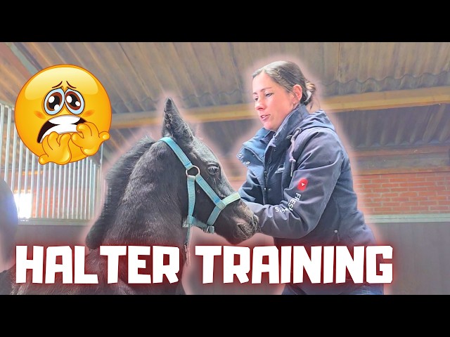 Vídeo relacionado con Amesbichler Reitsport Mujer Plastron Crystal Montar / Doma Harry`s Horse