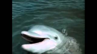 Flipper talks