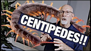How To Get Rid Of Centipedes