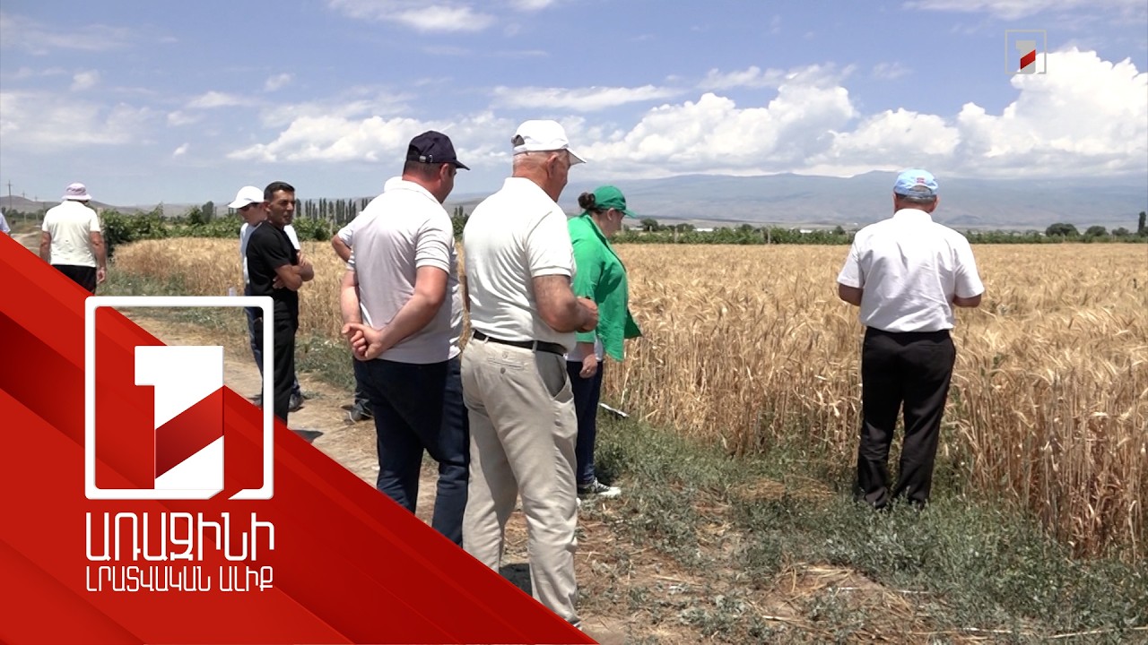 Արմավիրում փորձարկվել է հացահատիկի 7 սորտ. հնարավոր կլինի մշակել բնակլիմայական տարբեր գոտիներում