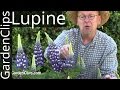 Lupine - Lupinus species - How to grow Lupines ...