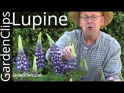 Lupinus Species How to Grow Lupines