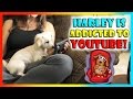 OUR PUPPY IS ADDICTED TO YOUTUBE! | We Are The Davises