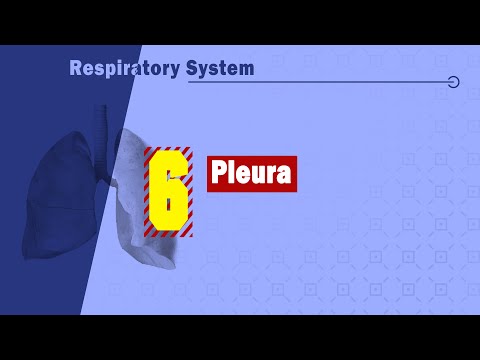 𝟎𝟔. 𝐏𝐥𝐞𝐮𝐫𝐚 🫁🌫️🔹 (الغشاء البللورى المحيط بالرئه)