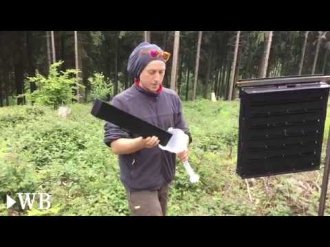 Borkenkäfer zerstören den Wald