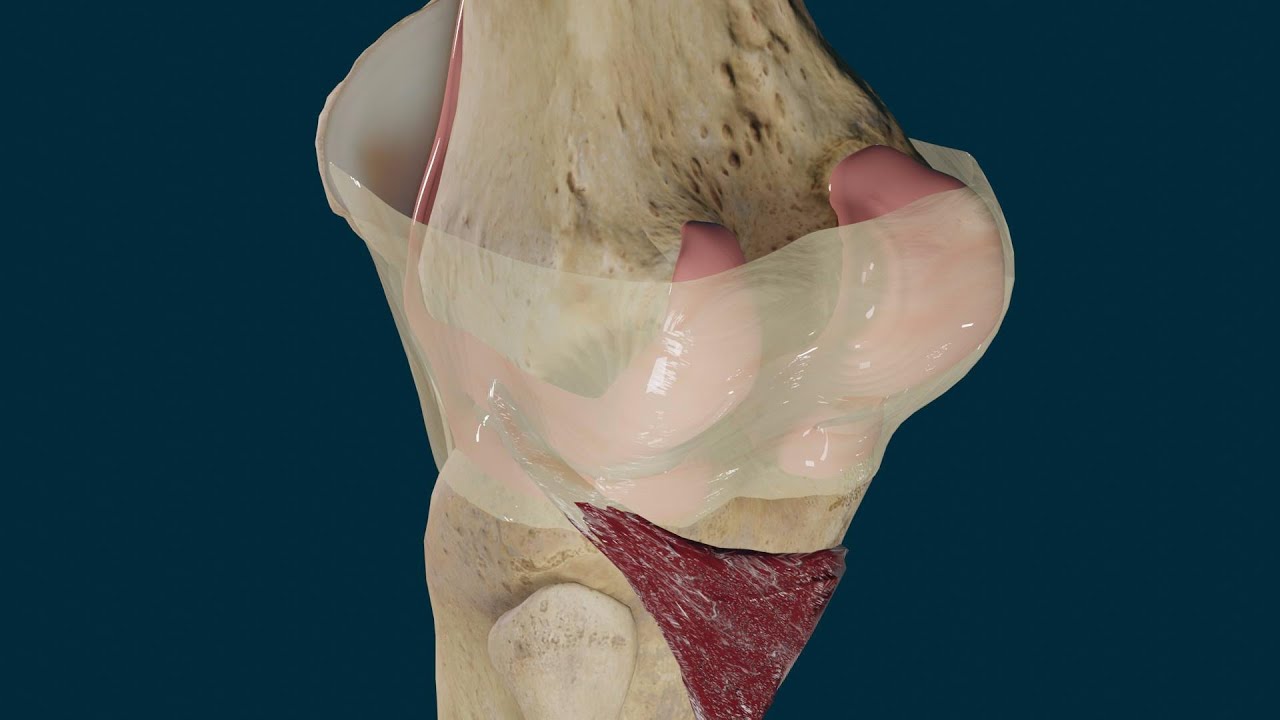 Musculo Poplíteo. Origen, Inserción, Función e Inervación