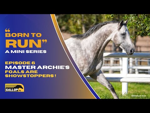 BORN TO RUN  Master Archie's foals are showstoppers!