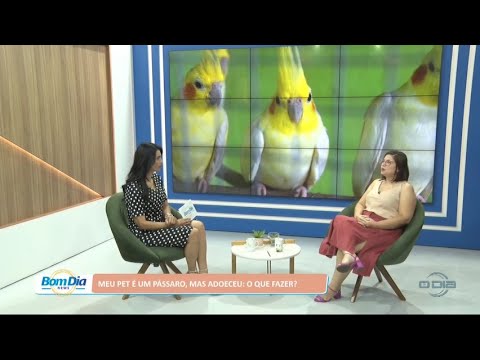 Meu Pet é um pássaro, mas adoeceu: O que fazer? 25 07 2022