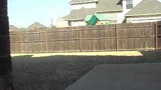 Jack Russell Terrier JRT Funny Dog. HILARIOUS!!!!