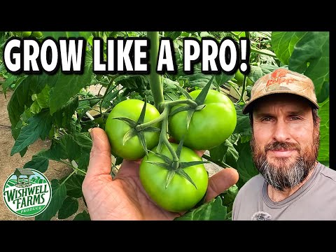 Master Tomato Growing with These 8 Pro Tips 🍅🔥