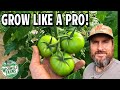 Master Tomato Growing With These 8 Pro Tips
