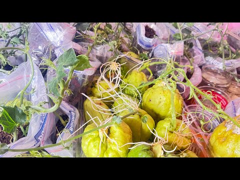 Growing chayotes in plastic bags, producing strong vines and a lots of fruits