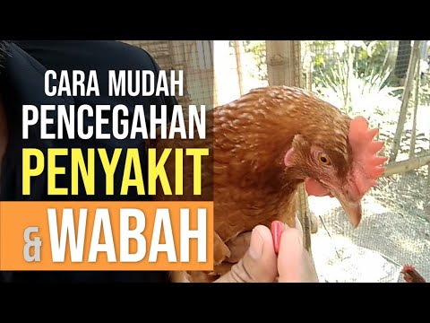 , title : 'Cara Mudah Pencegahan Penyakit Ayam dan Wabah'